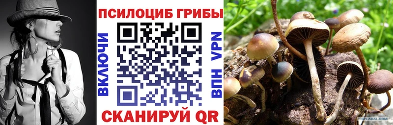наркошоп  Стародуб  Псилоцибиновые грибы Psilocybe 